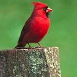 Cardinal rouge