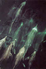 Dauphins