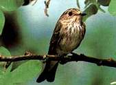 Gobe-mouche gris