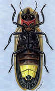 Luciole