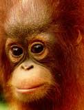 Jeune orang-outan