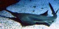Pistris pectinata ou 