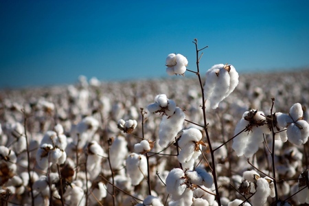 Aux USA, les producteurs de coton OGM sont désemparés