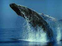 Baleine