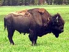 Bison