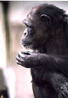 Chimpanz