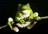 Hello Frog :)